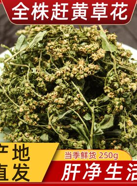 四川古蔺全株头茬赶黄草中药材赶黄草花全草野生花蕾转氨酶益肝茶