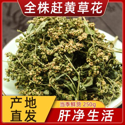 四川古蔺全株头茬赶黄草中药材赶黄草花全草野生花蕾转氨酶益肝茶