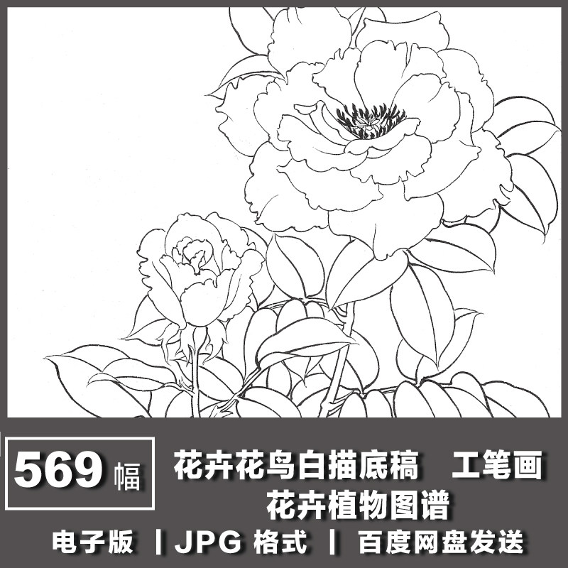 电子版图片 工笔画 花卉花鸟白描底稿 国画 线描练习稿临摹素材
