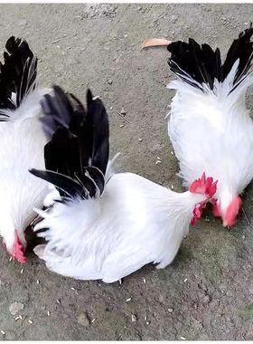 七彩山鸡半大鸡孔雀蓝山鸡土鸡贵妃鸡波兰鸡白桂帝王白观赏鸡活体