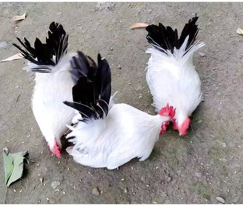 活力灵美波兰鸡白桂帝王白活体