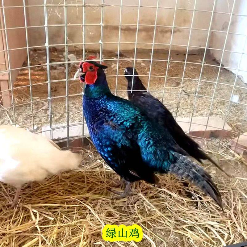 纯绿山鸡非孔雀蓝七彩山鸡多代黑脖山鸡观赏鸡媒珍珠鸡贵妃鸡五黑