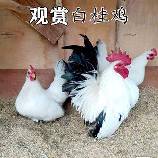 七彩山鸡半大鸡孔雀蓝山鸡土鸡贵妃鸡珍珠鸡五黑绿壳蛋鸡活体包邮