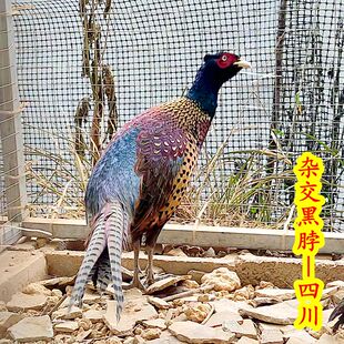 七彩山鸡半大鸡孔雀蓝山鸡土鸡贵妃鸡珍珠鸡五黑绿壳蛋鸡活体包邮