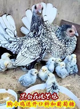 七彩山鸡半大鸡孔雀蓝山鸡土鸡贵妃鸡波兰鸡白桂帝王白观赏鸡纯种