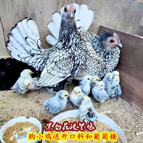 活力灵美波兰鸡白桂帝王白活体