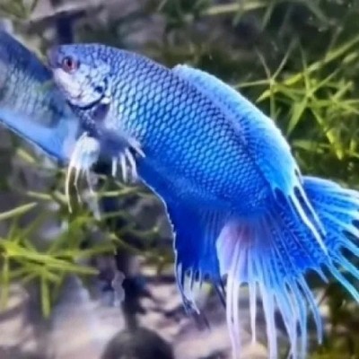 无纹蓝游龙中国斗鱼活体活鱼冷水淡水观赏鱼好养耐养普叉斗鱼