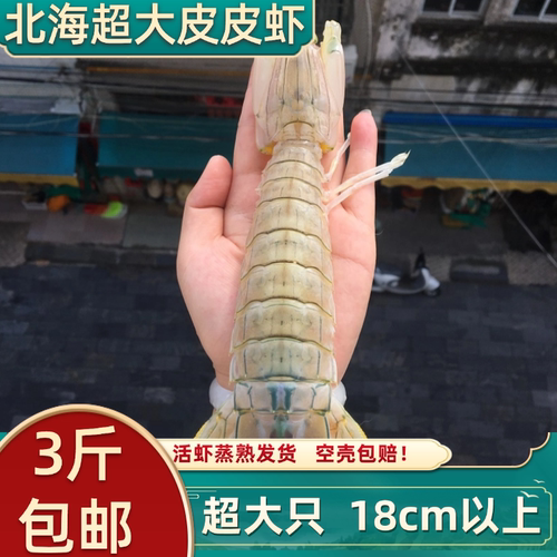 超大濑尿虾特大皮皮虾鲜活虾爬子