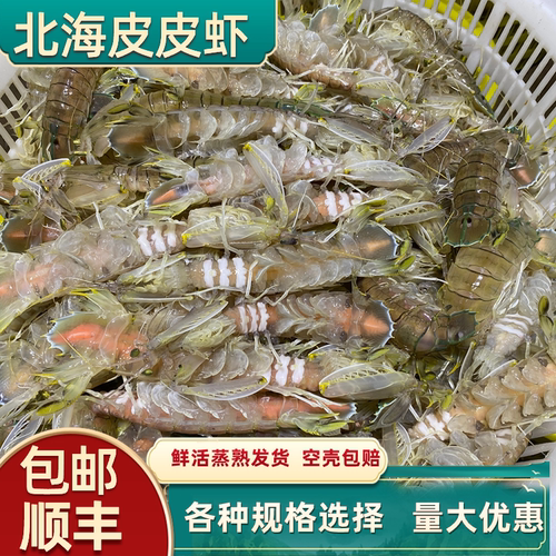 北海超大皮皮虾鲜活带膏鸿运当鲜