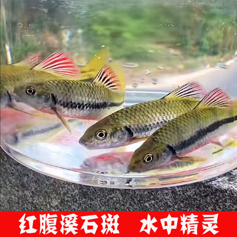 黄山溪水石斑鱼光唇鱼原生态淡水红腹石斑养殖观赏鱼活体顺丰包邮