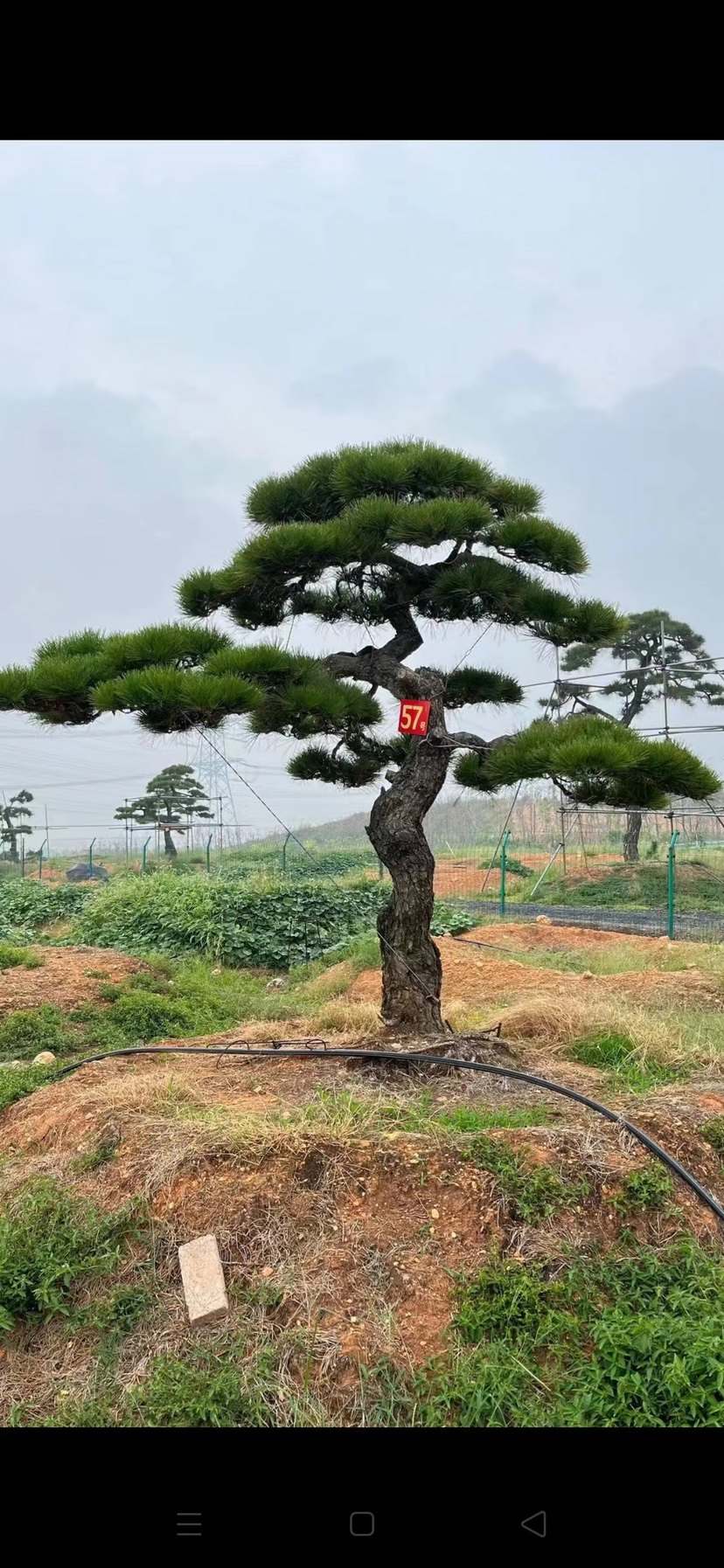 黑松地景造型树,盆景老桩