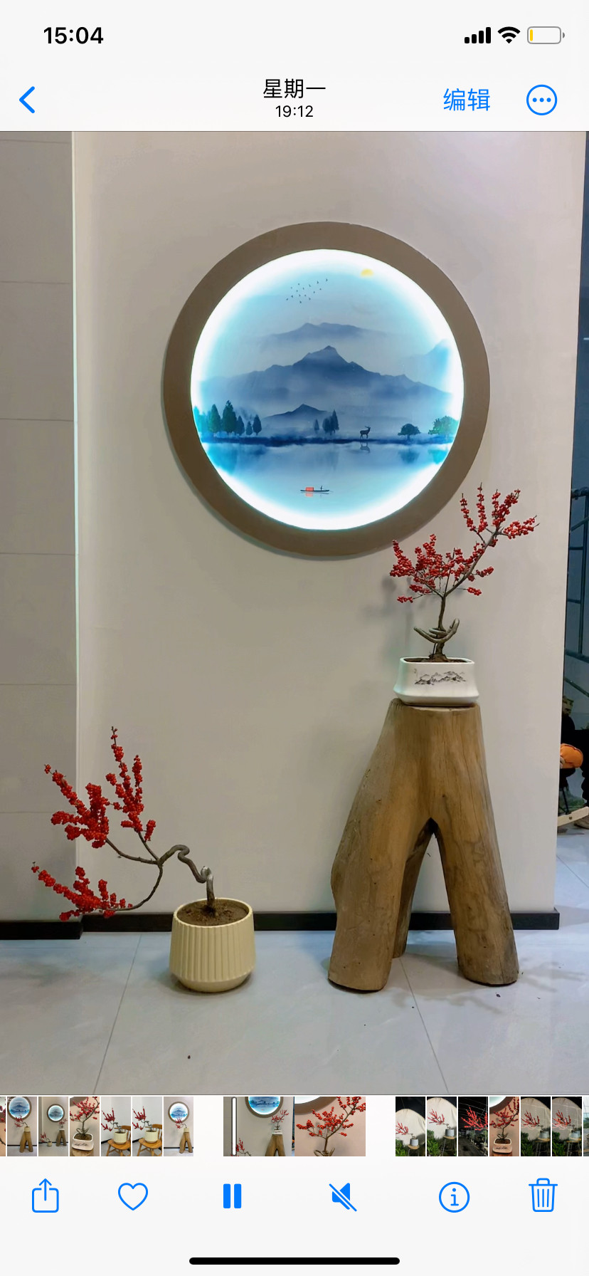 进口北美冬青盆栽树苗耐寒年宵花卉冬红果盆景老桩相思豆带盆发货