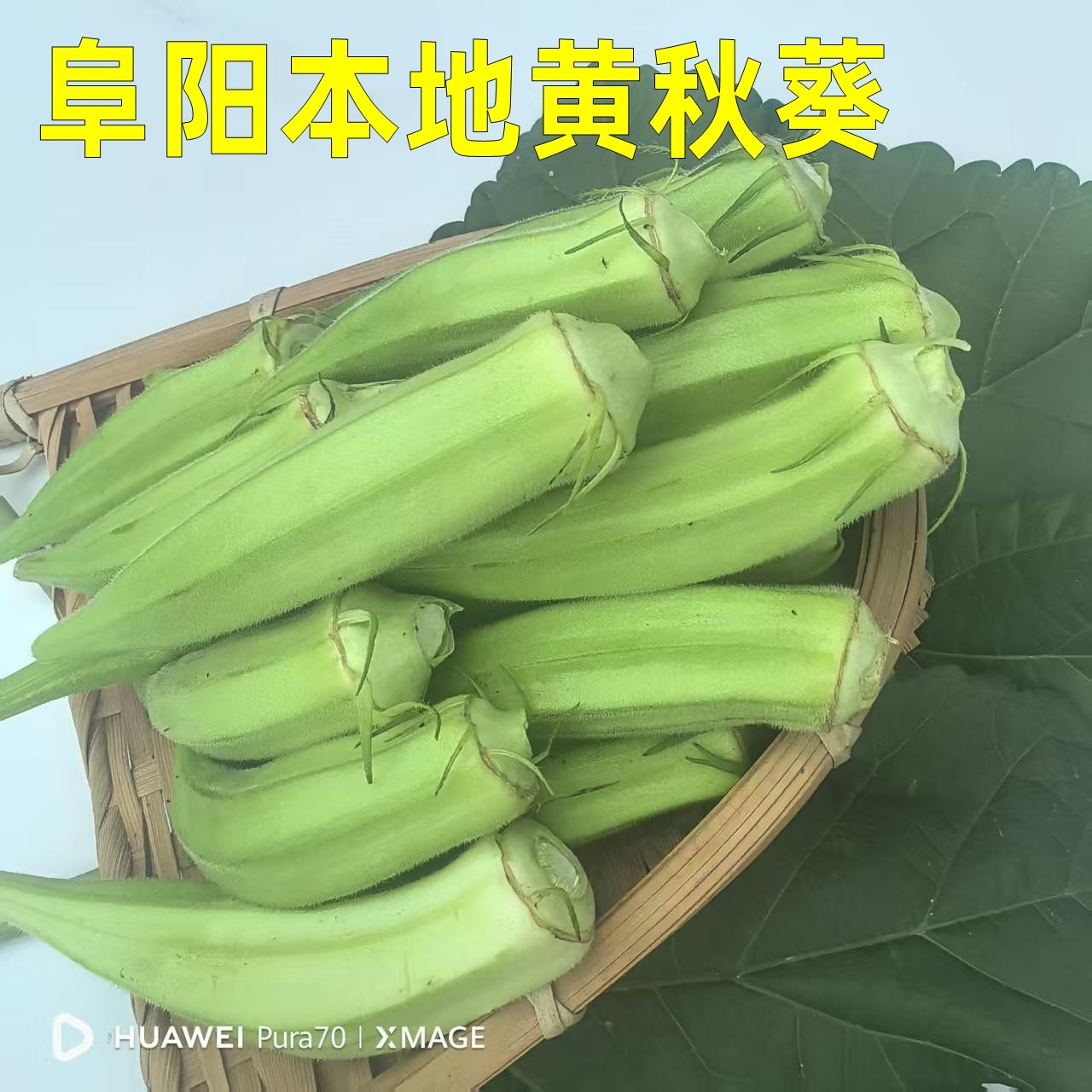 安徽阜阳本地黄秋葵新鲜蔬菜尖新鲜羊角豆沙拉生菜清炒泡水好食材
