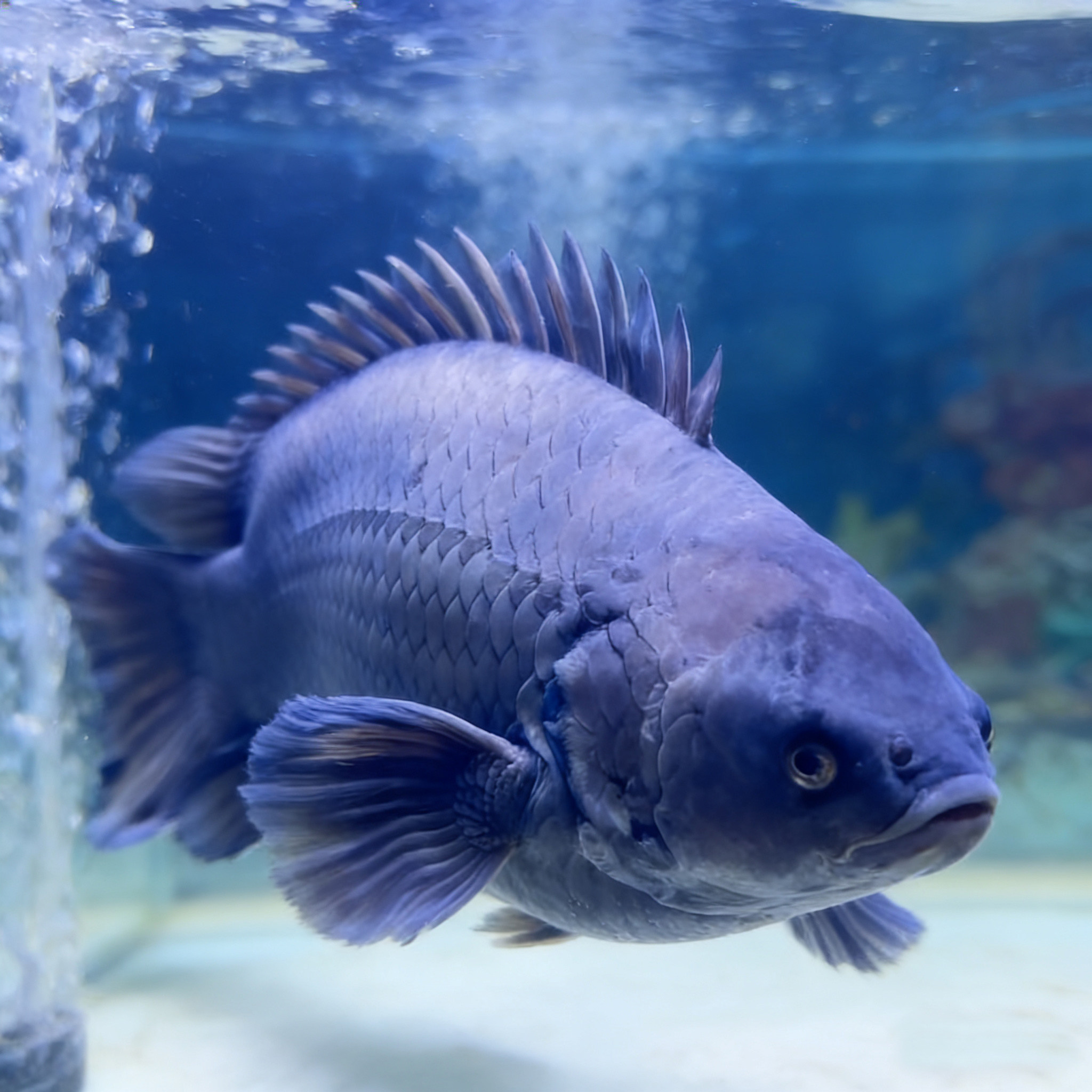 过山鲫攀鲈鱼溪流鱼会走路巴毛