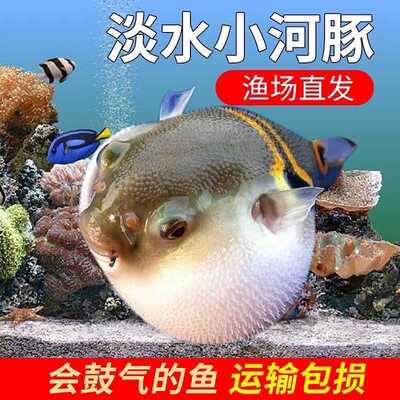 淡水河豚观赏鱼会生气的娃娃