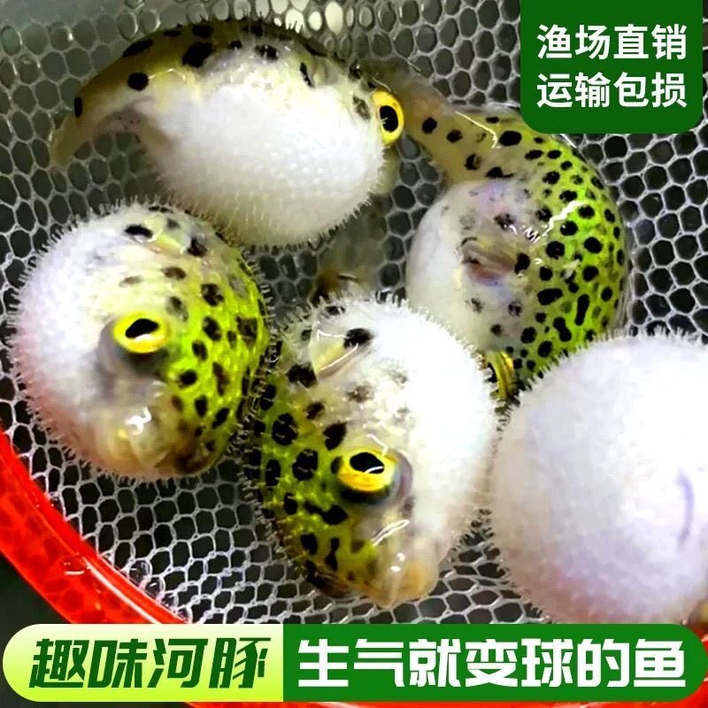 淡水小河豚金娃娃潜水艇可爱又呆萌好养会鼓包会生气的热带观赏鱼