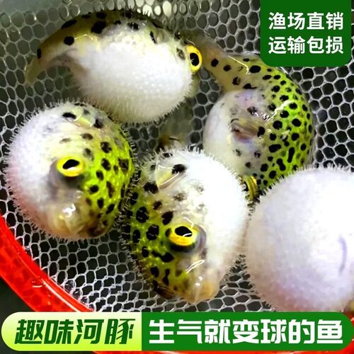 淡水小河豚金娃娃潜水艇