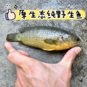 过山鲫攀鲈鱼观赏鱼热带巴毛广西兵鱼会走路 鱼原生凶猛懒人耐养