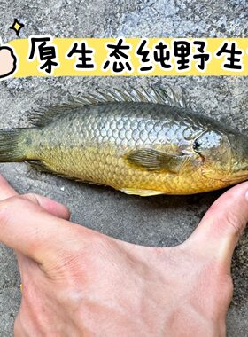 过山鲫攀鲈鱼观赏鱼广西兵鱼