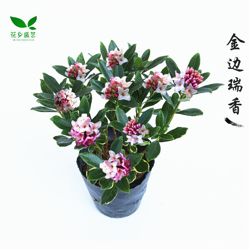 金边瑞香盆栽花苗耐寒盆景室内办公室桌面绿植浓香带花苞净化空气