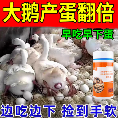 大鹅专用下蛋饲料催蛋产蛋促繁殖