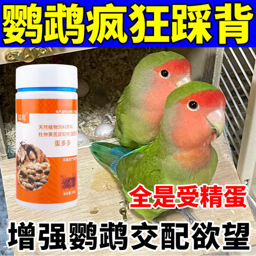 鹦鹉下蛋鸟饲料催蛋加快踩背繁殖
