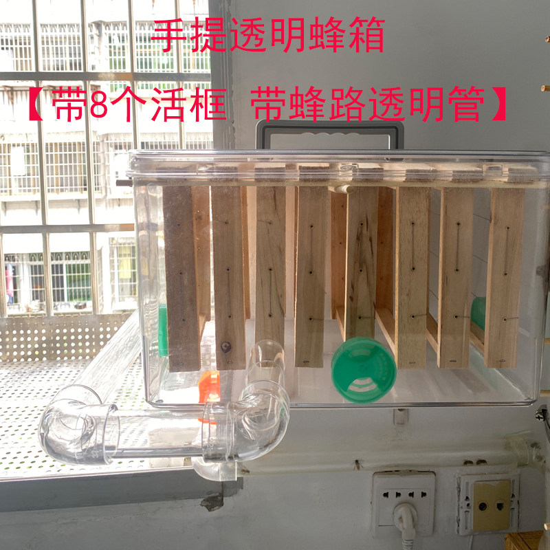 室内养蜂一整套手提透明活框蜂箱视频直播展示家里观看诱蜂蜜蜂桶