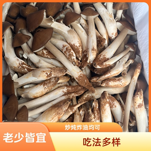 云南新鲜露水鸡枞菌仿野生林下培育现采现发深山鲜菌煲汤食材包邮