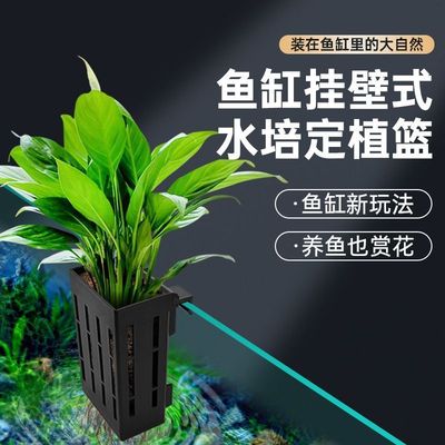水培固定篮绿植固定架壁挂式种植蓝水草杯鱼缸造景水生绿萝红薯苗