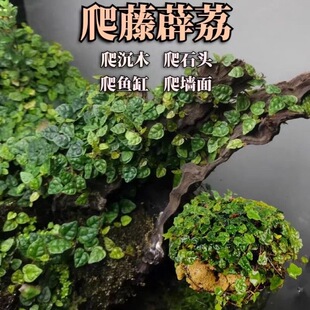 小叶薜荔迷你霹雳热带雨林水陆缸爬藤造景草缸室内植物雨林闷养