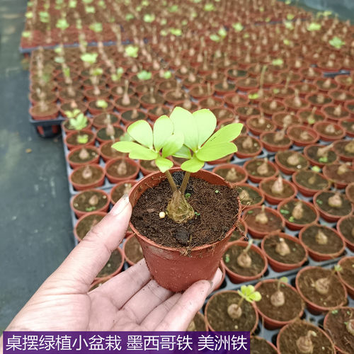 墨西哥铁办公室书房客厅桌摆绿植
