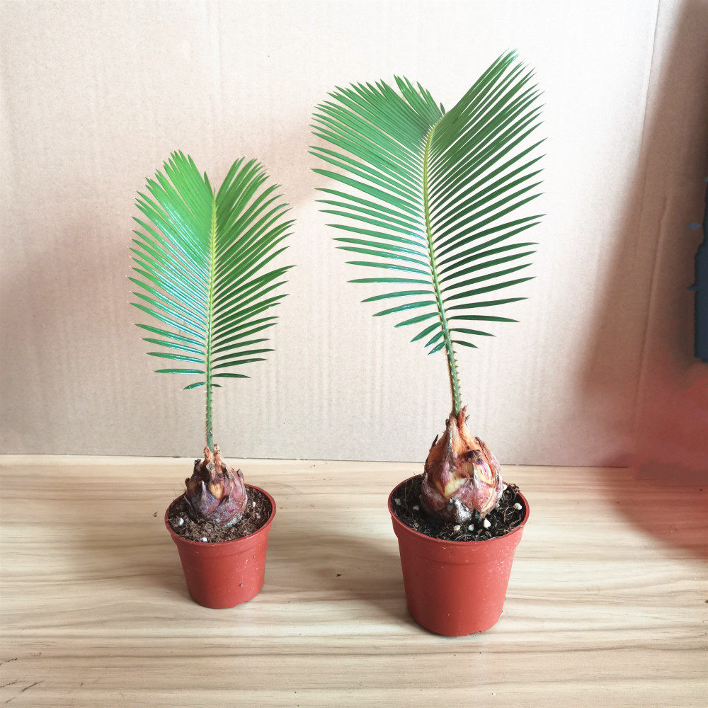 精品小铁树客厅书房盆栽四季常青绿植室内桌摆小盆栽耐旱好养,鲜花速递/花卉仿真/绿植园艺,绿植,淘宝优惠券,粉丝福利购,淘宝优惠卷