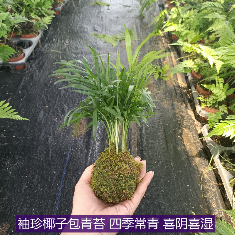 袖珍椰子盆栽绿植四季常青室内水培富贵椰子凤尾竹散尾葵耐旱好养