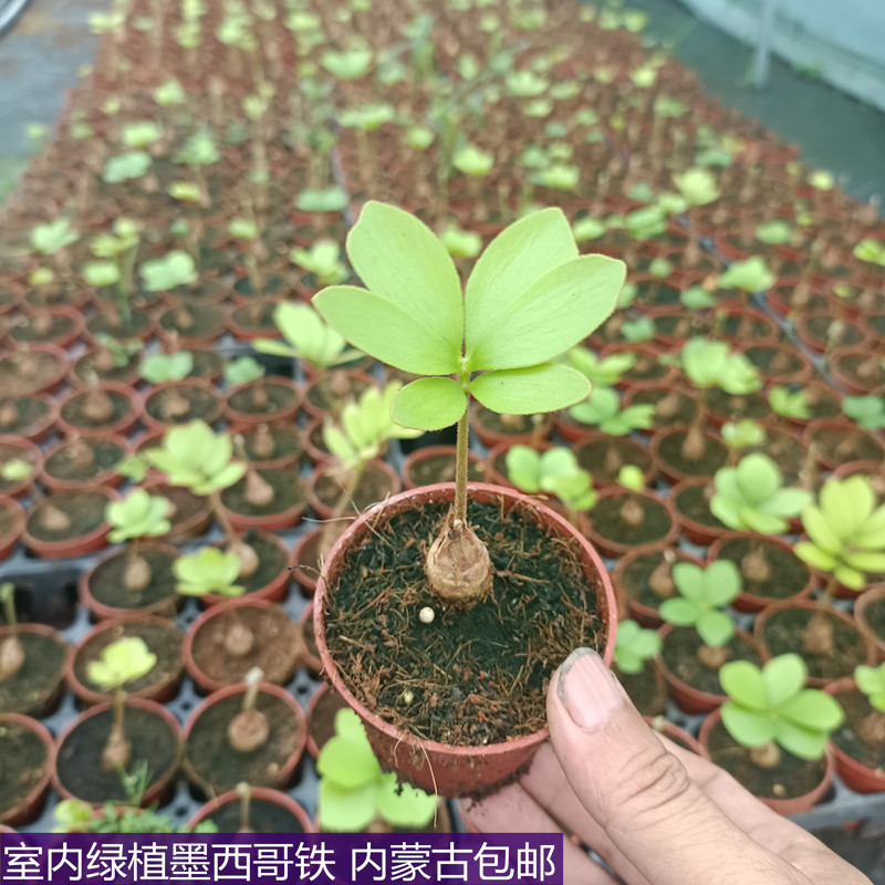 墨西哥铁室内绿植四季常青