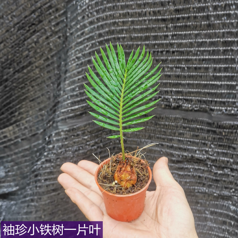 四季常青耐旱多头小盆栽精品桌摆