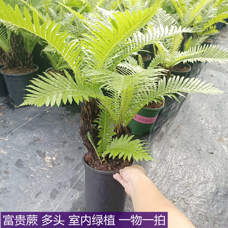 富贵蕨绿植盆栽办公室客厅绿植