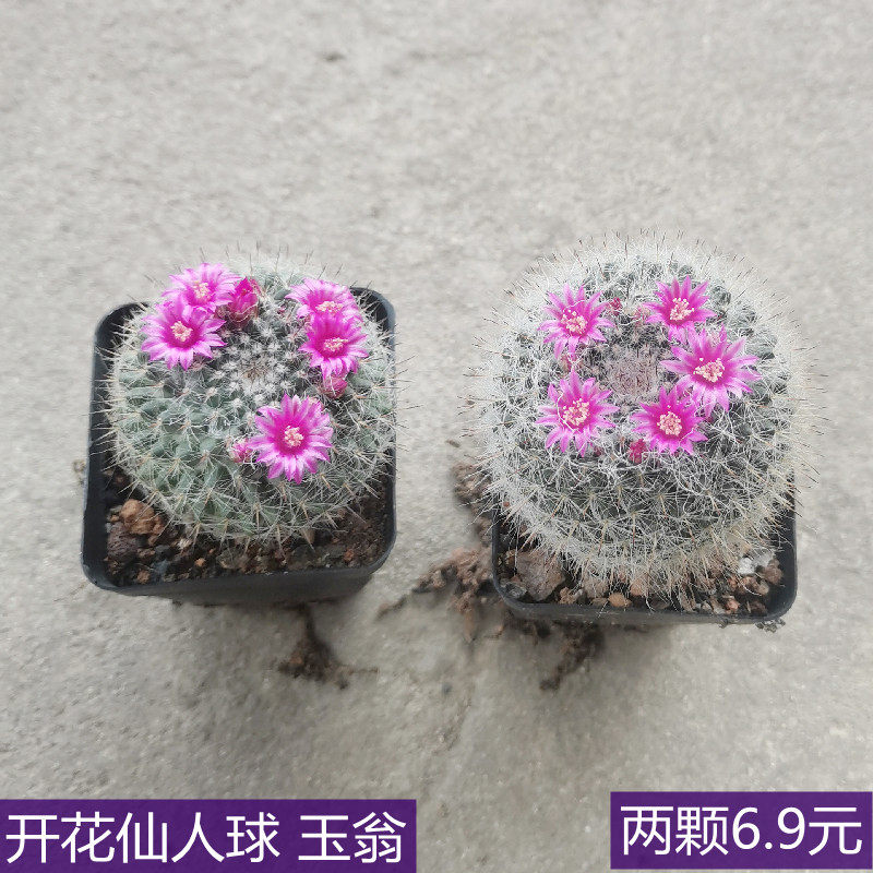 开花仙人球玉翁多肉小盆栽金丝猴防辐射稀有品种珍品耐旱四季开花