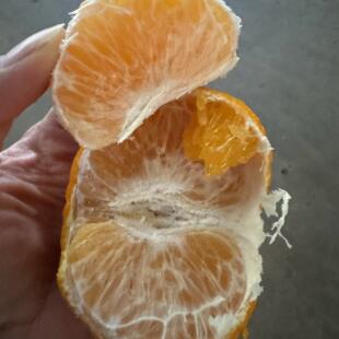 云南元江新鲜水果沃柑果园新鲜采摘自然成熟家庭装65元9斤