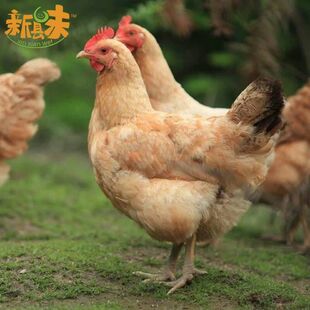 新县散养土鸡正宗山林鸡农家散养鸡柴鸡炮山鸡现杀月子鸡母鸡