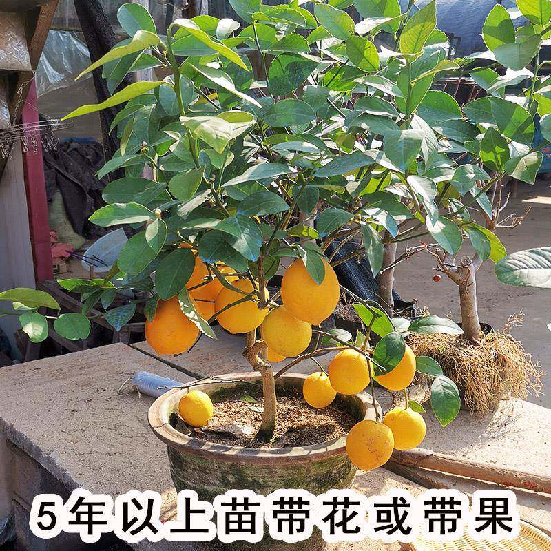 可食用正宗台湾四季香水柠檬树苗矮化棒棒糖柠檬树小青柠檬树苗