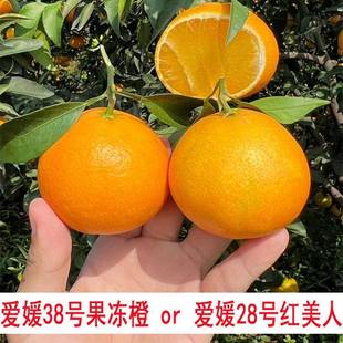 爱媛38号果冻橙橙子树苗爱媛28号红美人桔子树苗盆栽地栽果树果苗