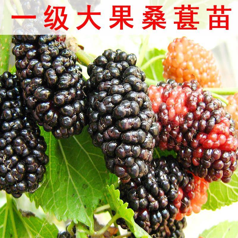 大果黑桑葚树苗桑果苗嫁接地盆栽南方北方种植长果桑葚树大苗果树