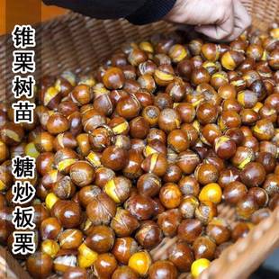 良种板栗锥栗苗板栗苗树嫁接板栗树果苗盆栽庭院南方北方果树果苗