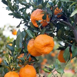 嫁接橘子树果苗椪柑芦柑桔子树苗特大树南方庭院种植果树果苗带土