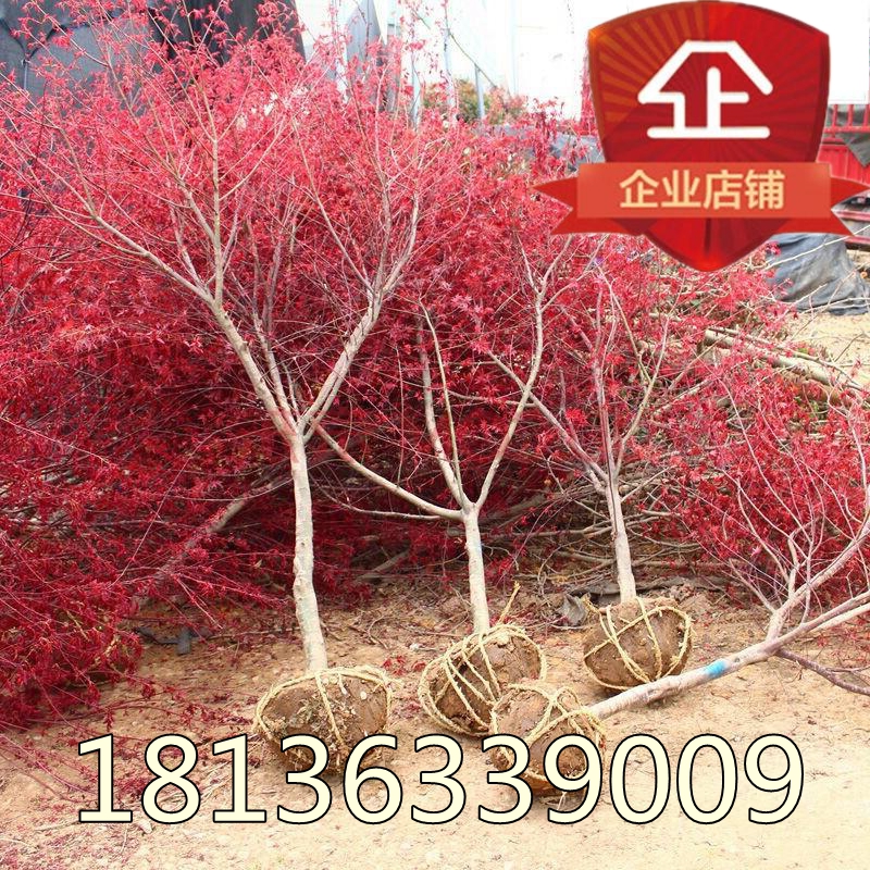 庭院盆栽花卉绿化苗木美国红枫树苗阳台中国红枫红枫小苗红枫苗