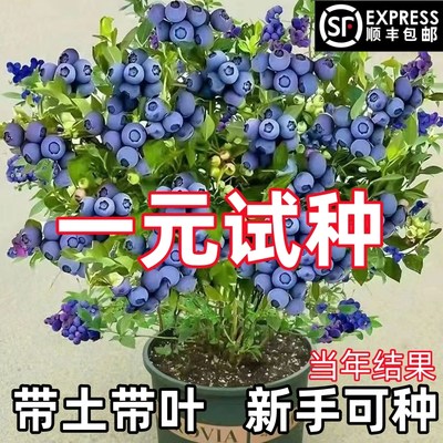 蓝莓树果苗盆栽地栽南北方种植耐寒阳台四季兔眼特大果蓝莓苗果树