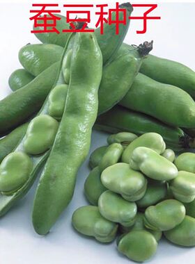 精选早熟蚕豆种子大粒罗汉豆农家胡豆高产大荚福豆大田四季播种籽