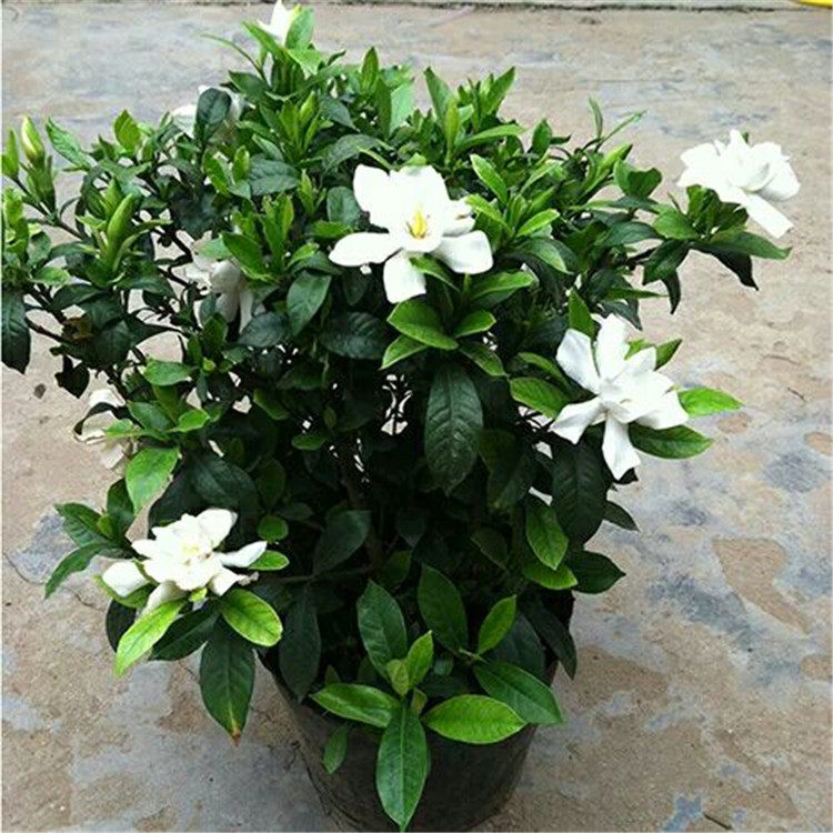 四季常青大小叶栀子花苗盆栽花卉庭院室内种植包邮