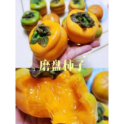 磨盘软柿子苗树冻柿子树庭院果树苗大柿子树北方耐寒南方盆栽地栽