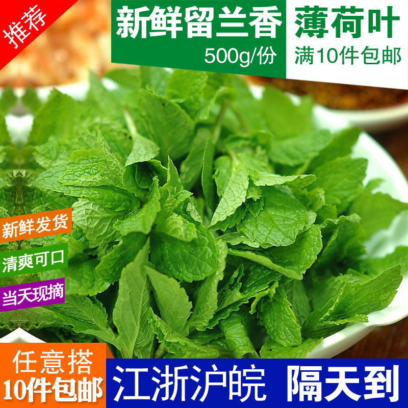 500g现摘新鲜蔬菜食用薄荷叶调酒鸡尾酒蛋糕烘焙奶茶店满10斤包邮